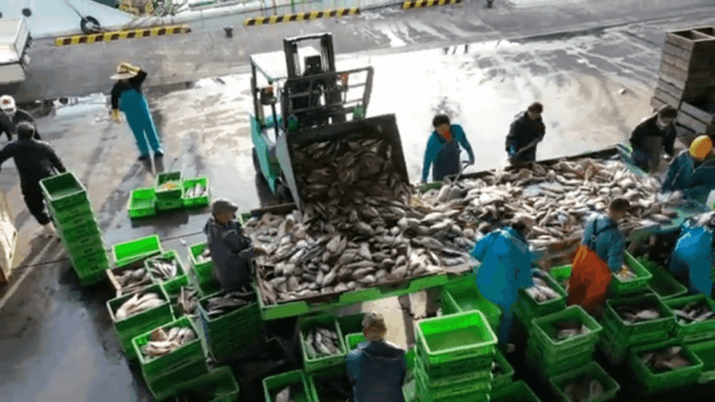水揚げされた大量の魚を、漁港で漁師たちが手際よく処理している様子