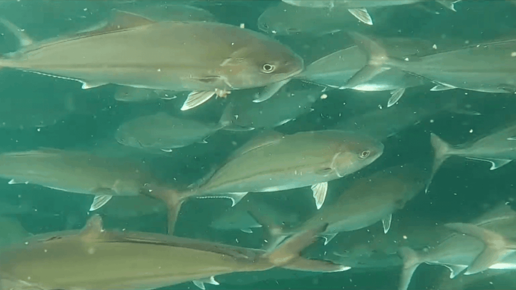 カンパチの大群が海中を泳いでいる様子